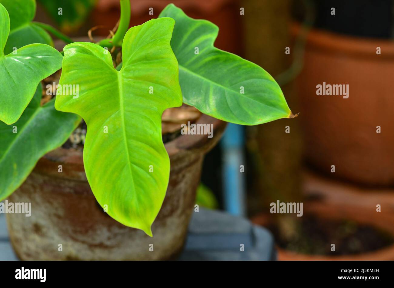 Fresh philodendron golden violin in pot Stock Photo