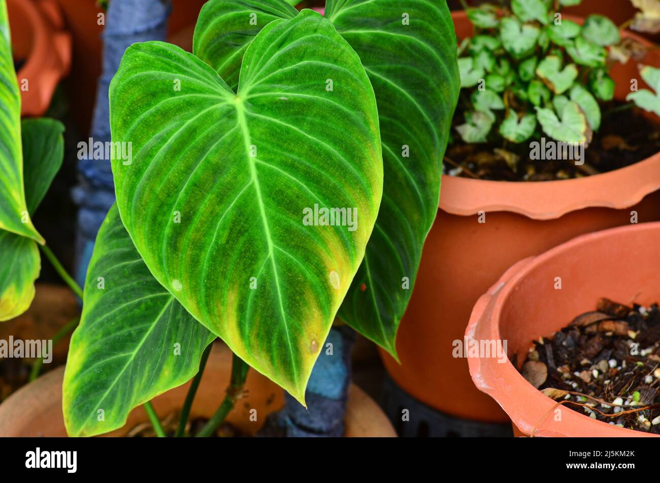 Green Philodendron Splendid leaf nature texture Stock Photo