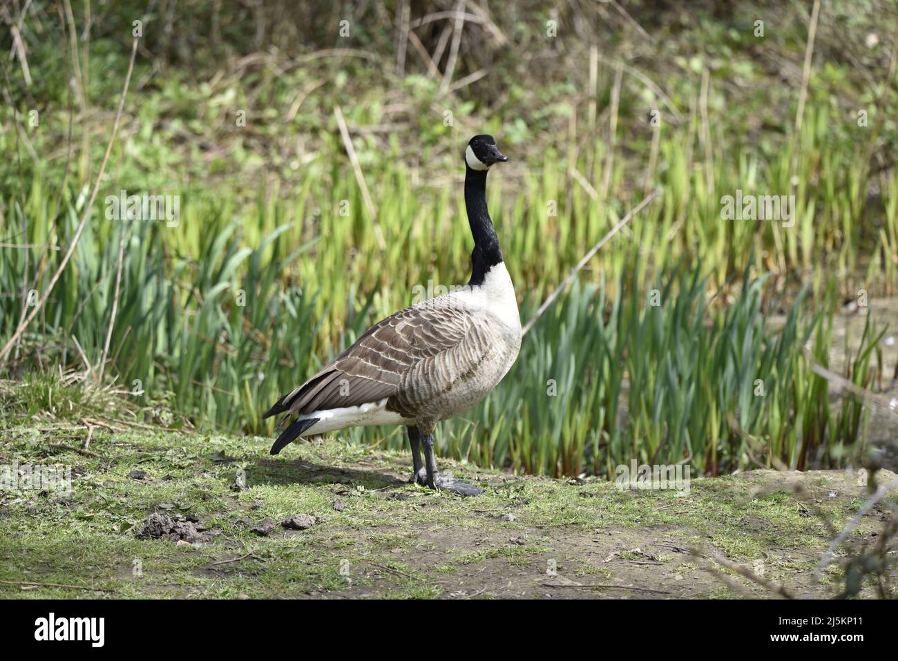 Full-Body, Right-Profile Portrait of a Canada Goose (Anser canadensis) Standing at the Waters Edge with Tall Green Grass Background on a Sunny Day Stock Photo