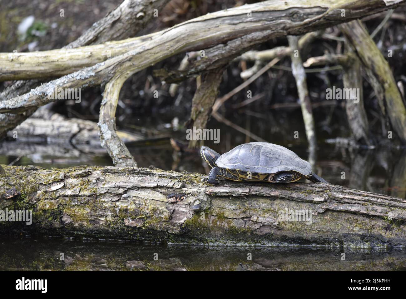 Terrapin Turtle (Emydidae) in Left-Profile on a Horizontal Log in a Lake in Staffordshire, UK on a Sunny Day in Spring Stock Photo