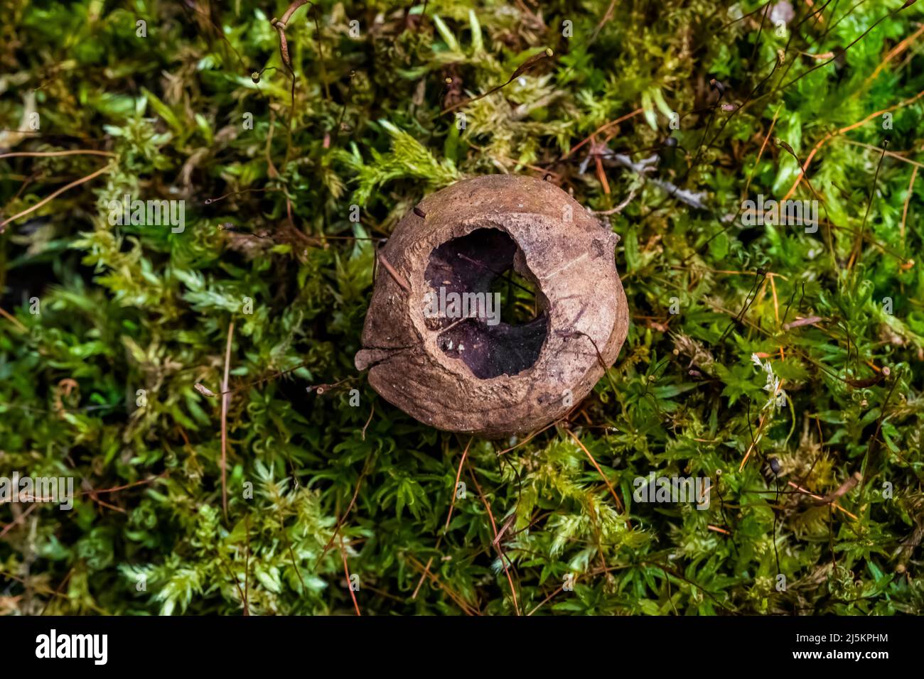 Shagbark Hickory nut gnawed open by Eastern Gray Squirrel, Woodland Park and Nature Preserve in Battle Creek, Michigan, USA Stock Photo