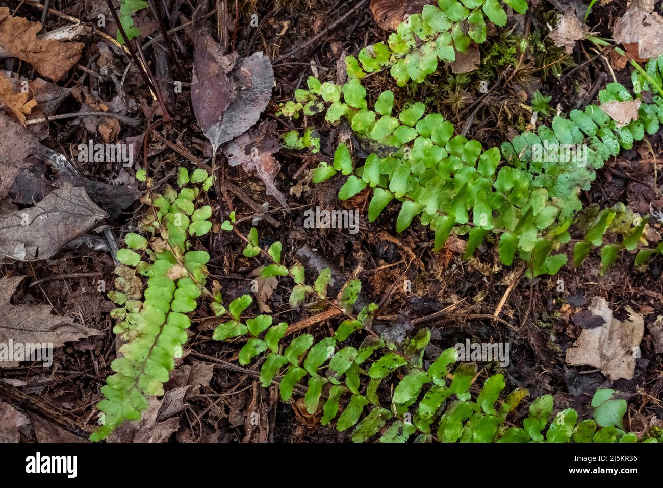 Ebony Spleenwort, Asplenium platyneuron,,in Woodland Park and Nature Preserve in Battle Creek, Michigan, USA Stock Photo