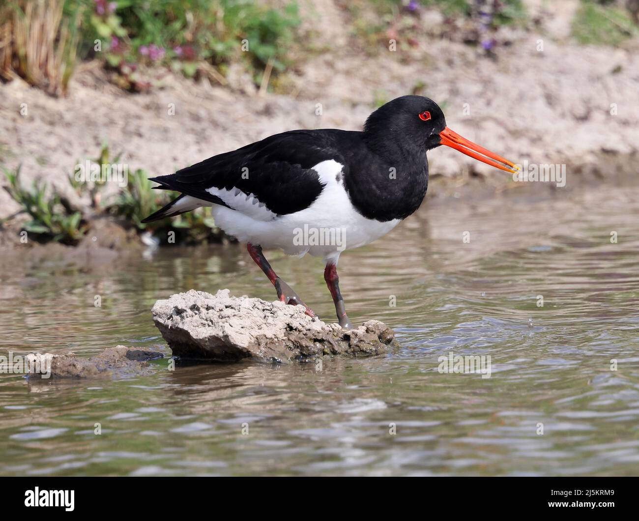 Oystercatcher stood on a rock in a pool in Gloucestershire Stock Photo