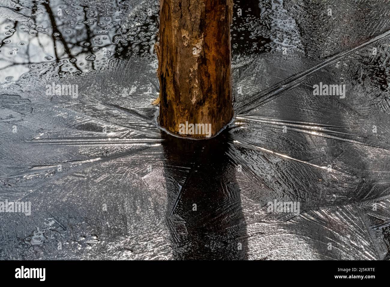 Patterns created by overnight freezing of ice on a March night in Woodland Park and Nature Preserve in Battle Creek, Michigan, USA Stock Photo