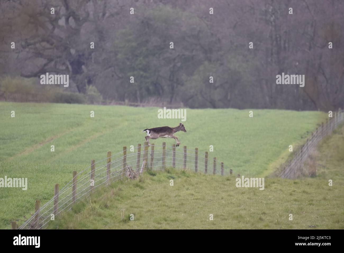 Female (Doe) European Fallow Deer Leaping Over a Fence, Left to Right, on Staffordshire, UK, Farmland in Spring Stock Photo