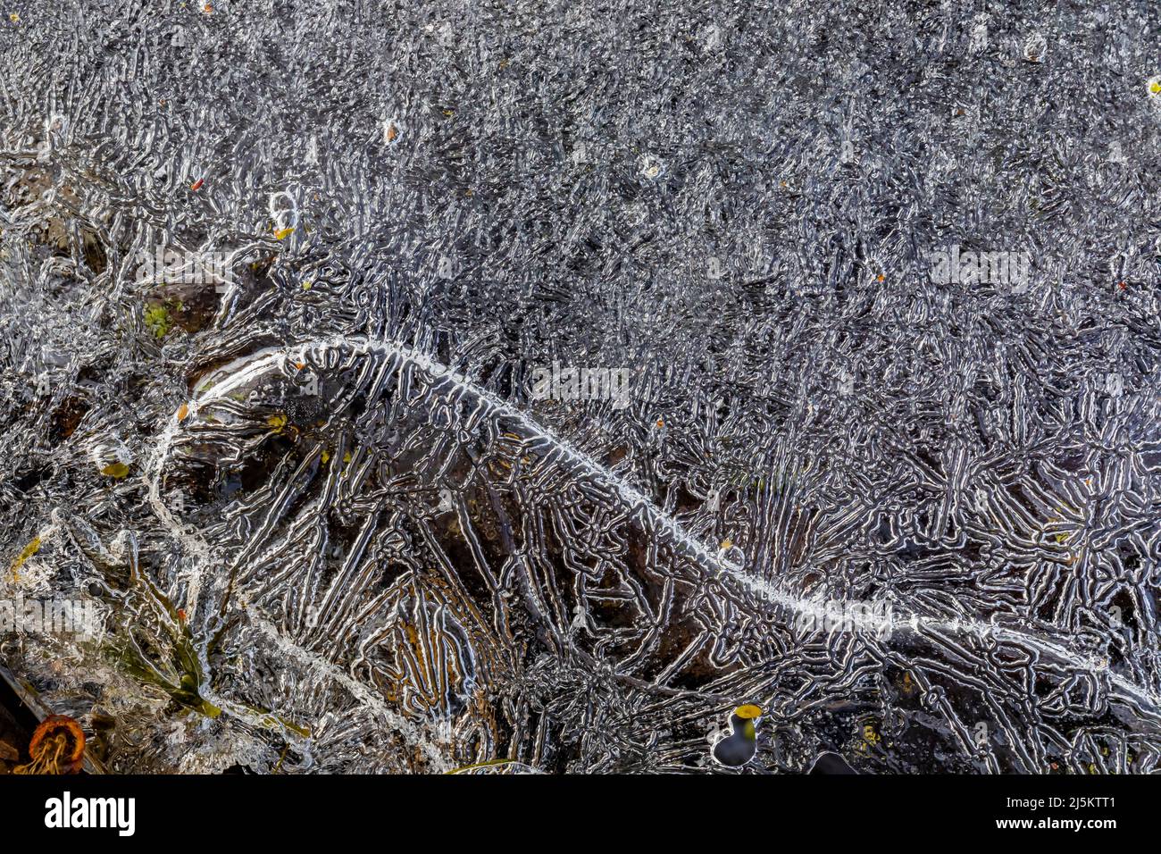 Patterns created by overnight freezing of ice on a March night in Woodland Park and Nature Preserve in Battle Creek, Michigan, USA Stock Photo