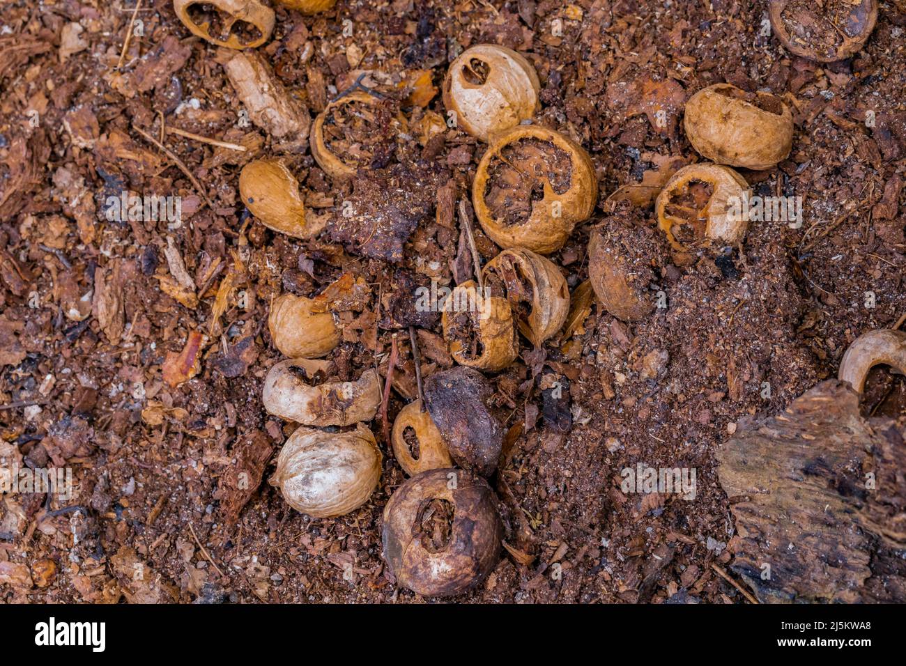 Shagbark Hickory, Carya ovata, nuts in an Eastern Gray Squirrel cache in Woodland Park and