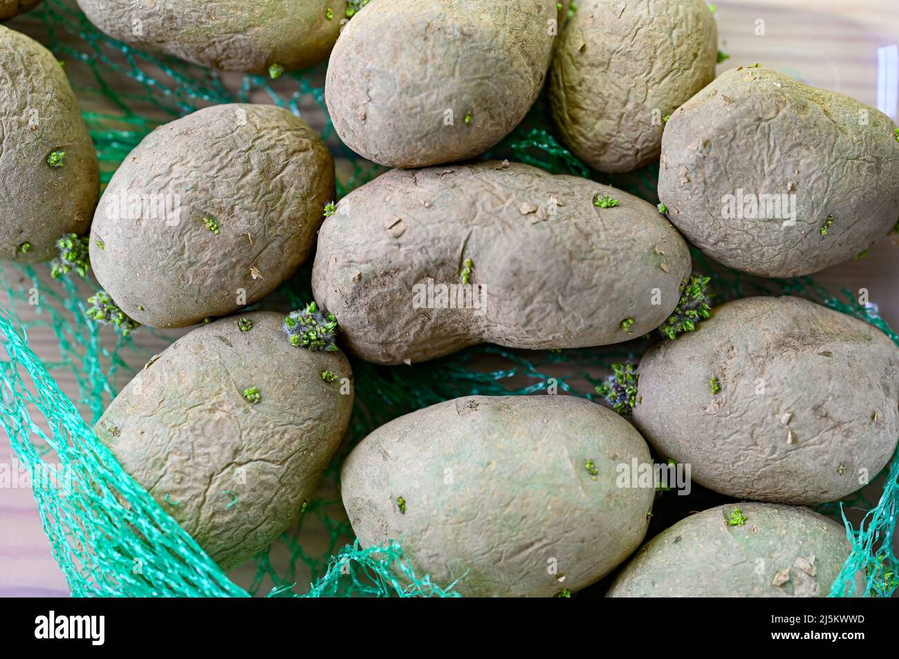 pre cultivating potatoes indoors before outdoor planting Stock Photo