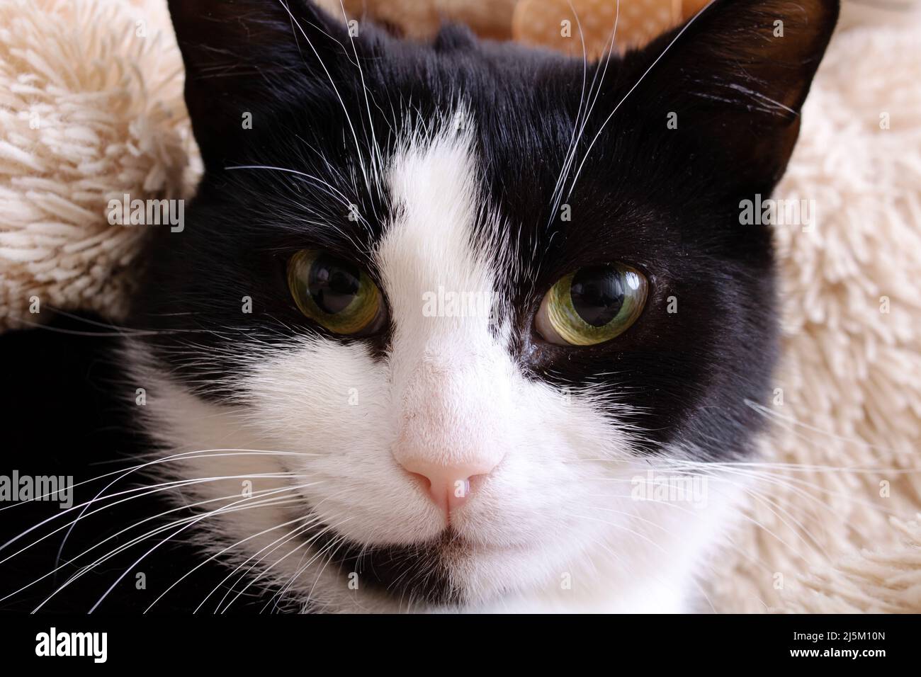 Black and white cat with green eyes Stock Photo - Alamy