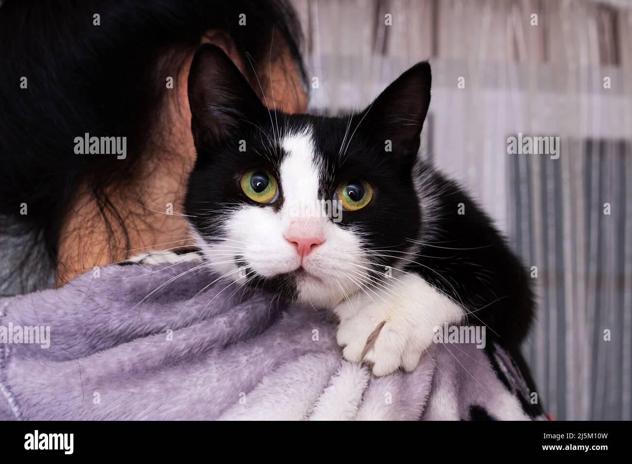 Black and white cat on a girl's shoulder Stock Photo - Alamy