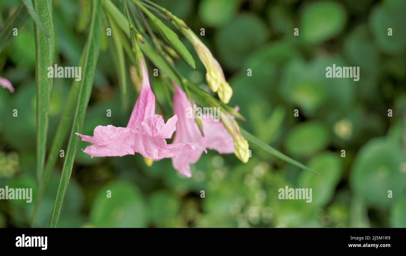 Mayan Pink color flower of Ruellia Simplex with natural green background. Also known as Mexican petunia Stock Photo