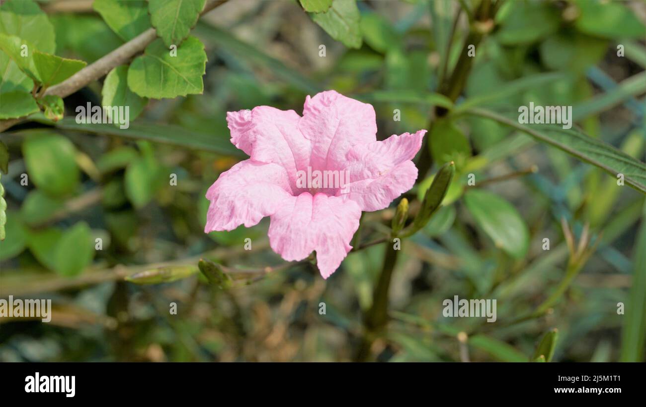 Mayan Pink color flower of Ruellia Simplex with natural green background. Also known as Mexican petunia Stock Photo