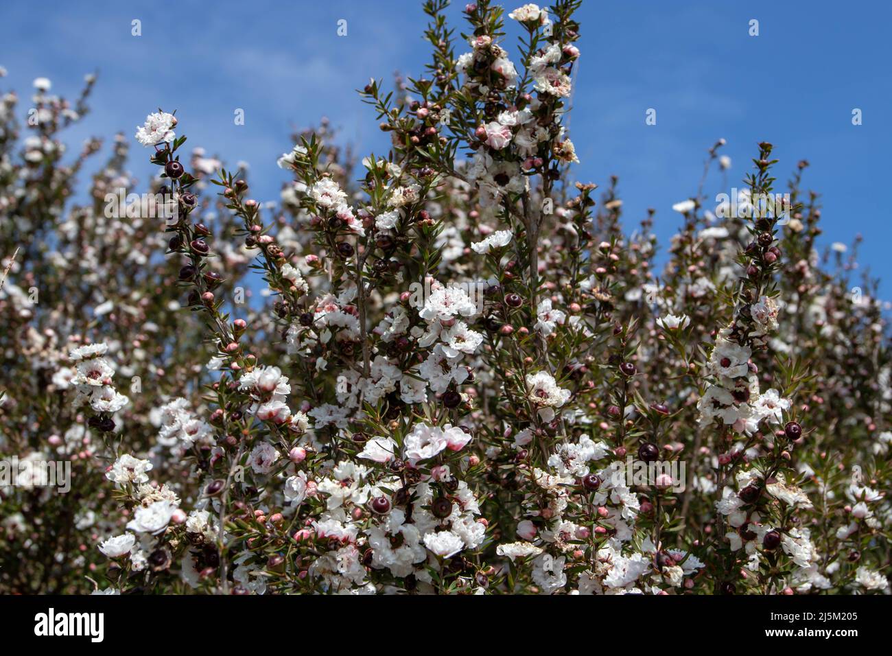 Tea tree or manuka or leptospermum scoparium plant branches with flowers and buds on the clear blue sky Stock Photo