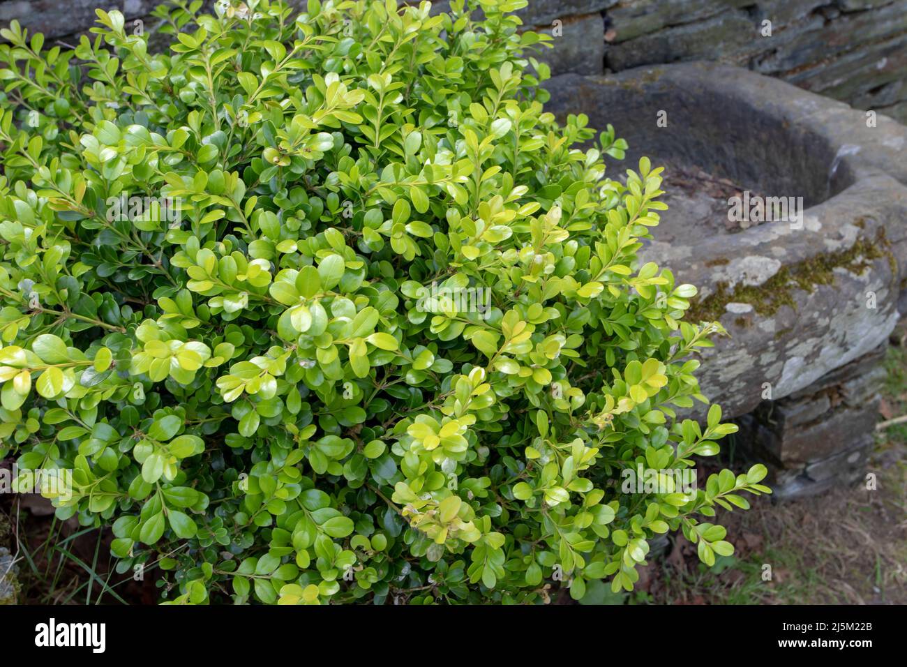 Buxus sempervirens, common box, European box or boxwood bright green bush plant in the garden Stock Photo