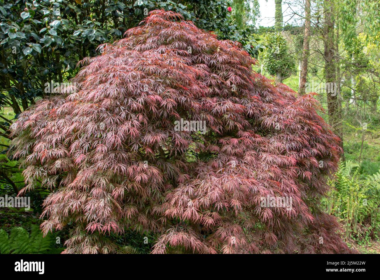 Acer palmatum dissectum atropurpureum,Japanese maple,palmate maple or smooth Japanese maple decorative tree with purple leaves in the ornamental garde Stock Photo