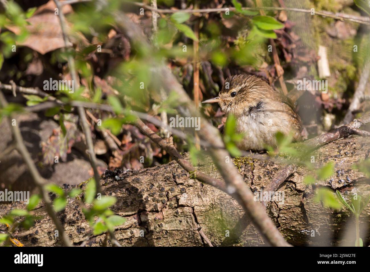 Wren resting (troglodytes troglodytes) small brown bird with barring on plumage, has fine pointed bill perched on log under cover of foliage to preen Stock Photo