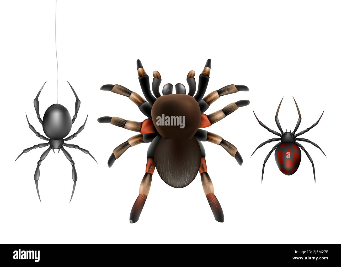 Dangerous for humans, deadly poisonous spiders species realistic vector