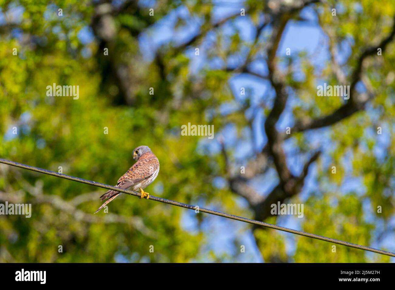 Kestrel (falco tinnunculus) male bird spotted orange brown back blue grey head and tail with terminal black band yellow feet eye ring and bill base Stock Photo