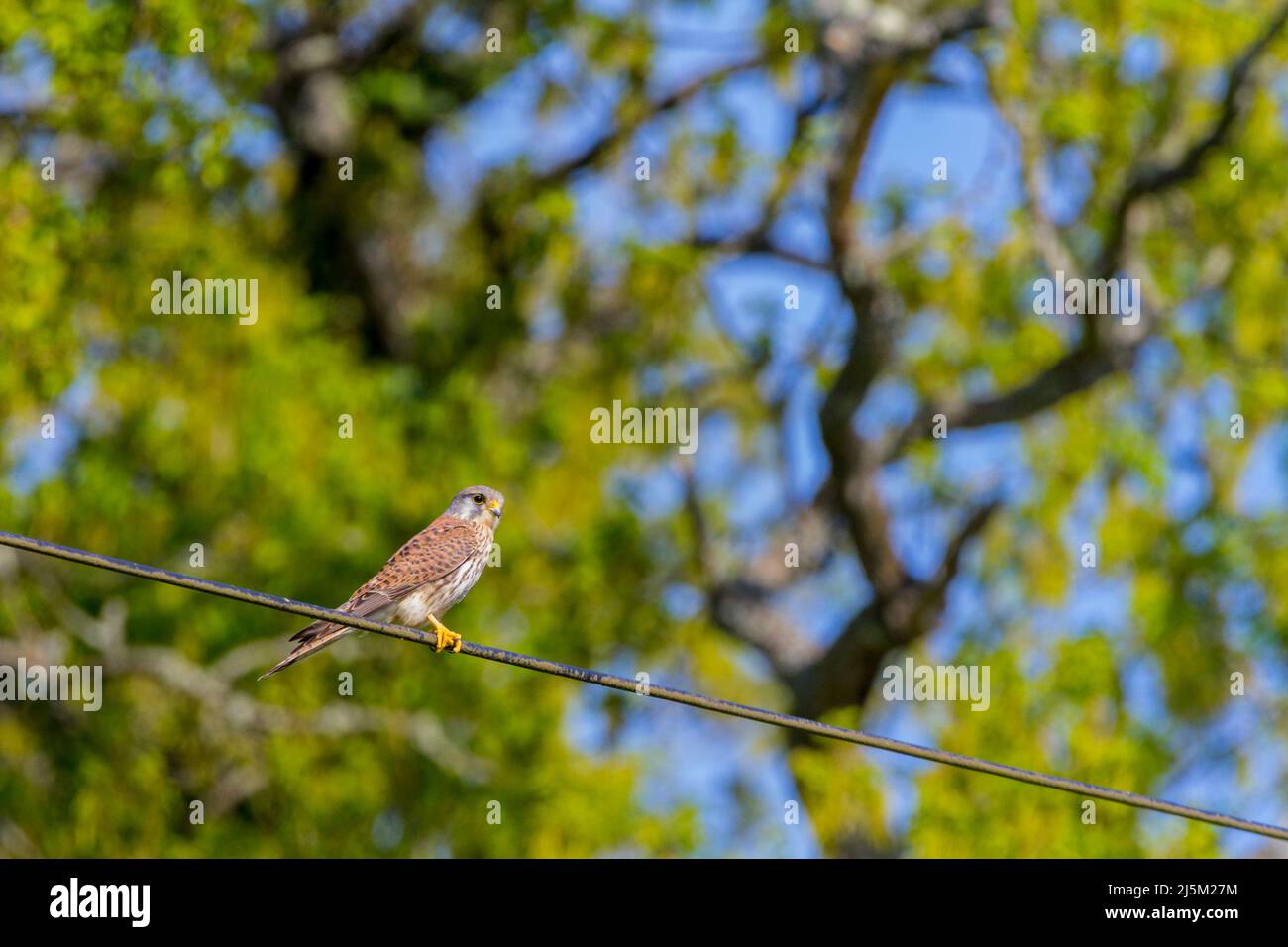Kestrel (falco tinnunculus) male bird spotted orange brown back blue grey head and tail with terminal black band yellow feet eye ring and bill base Stock Photo