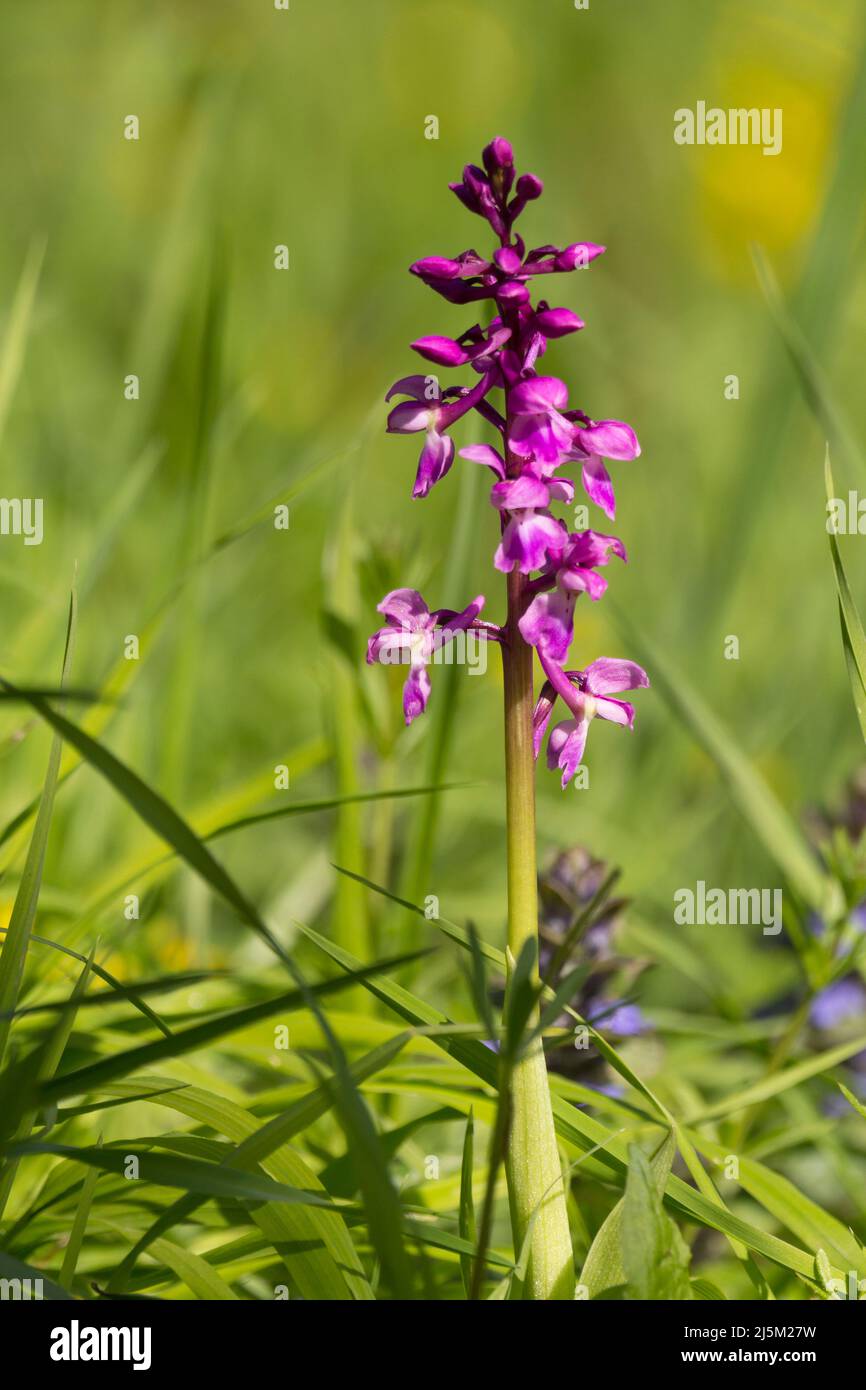 Purple orchid early (orchis mascula) purple pink flowers borne in tall spikes tapering to top with tall thick based stem low level image with grass Stock Photo