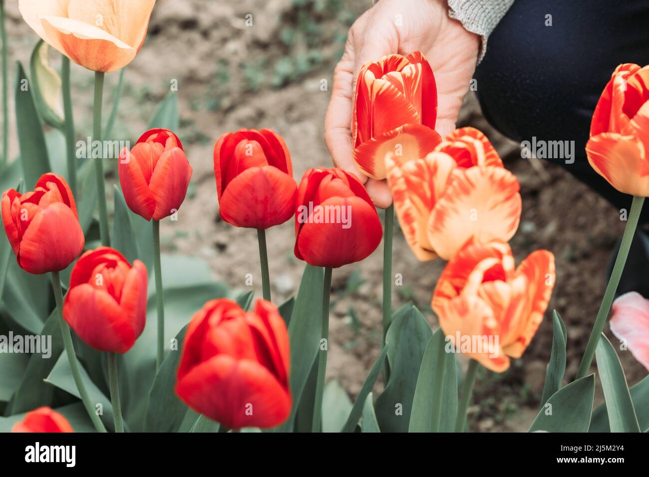 Elderly woman hand picking fresh tulips from the garden Stock Photo