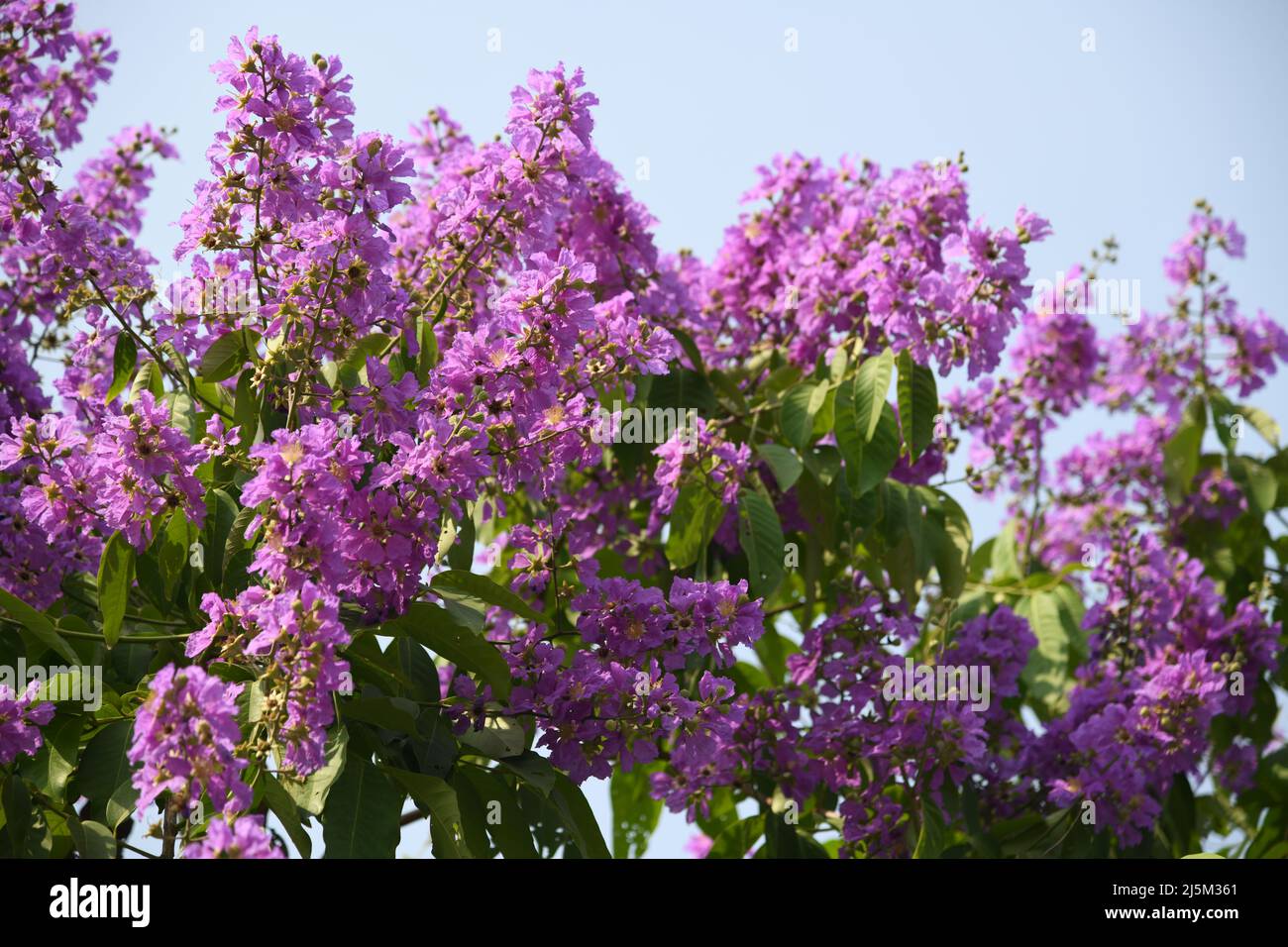 Lagerstroemia speciosa commonly Pride of India Queen Crepe