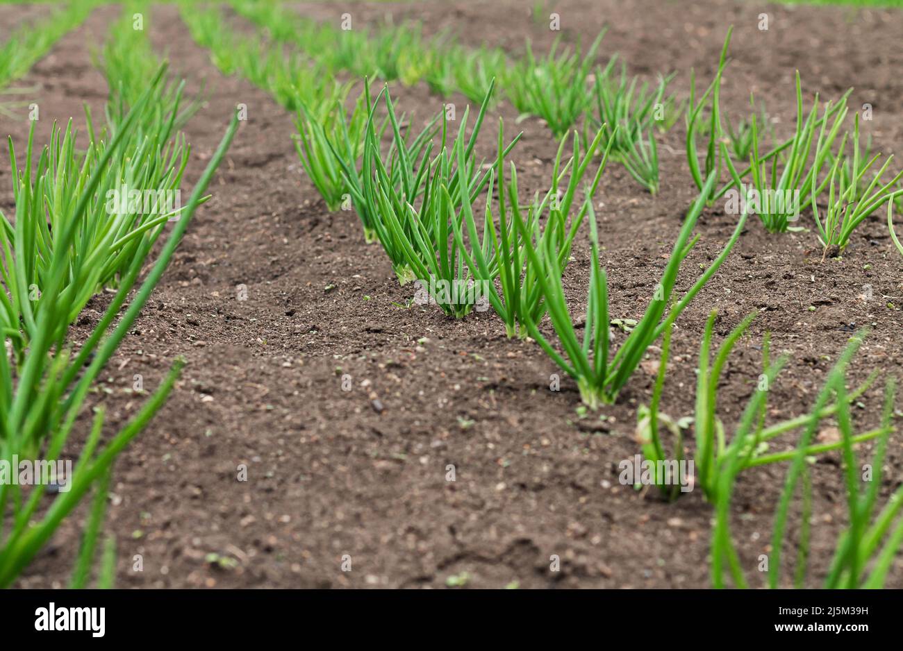 Organic onion plantation in vegetable garden. Harvesting background Stock Photo