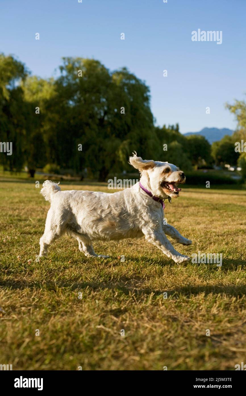 Elderly Cockapoo dog running in park Stock Photo