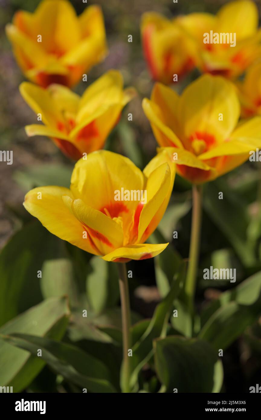 Close-up view of flowers of water lily tulip, Tulipa kaufmanniana, the cultival 'Stresa' in a garden in a sunny springtime day Stock Photo