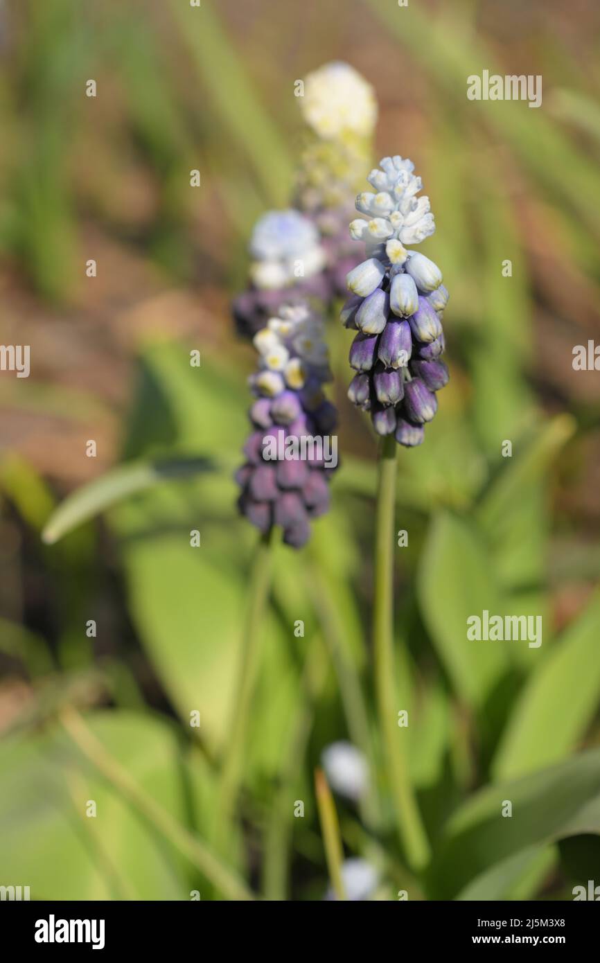 Close-up view of the flower of Muscari in a garden in a sunny springtime day Stock Photo