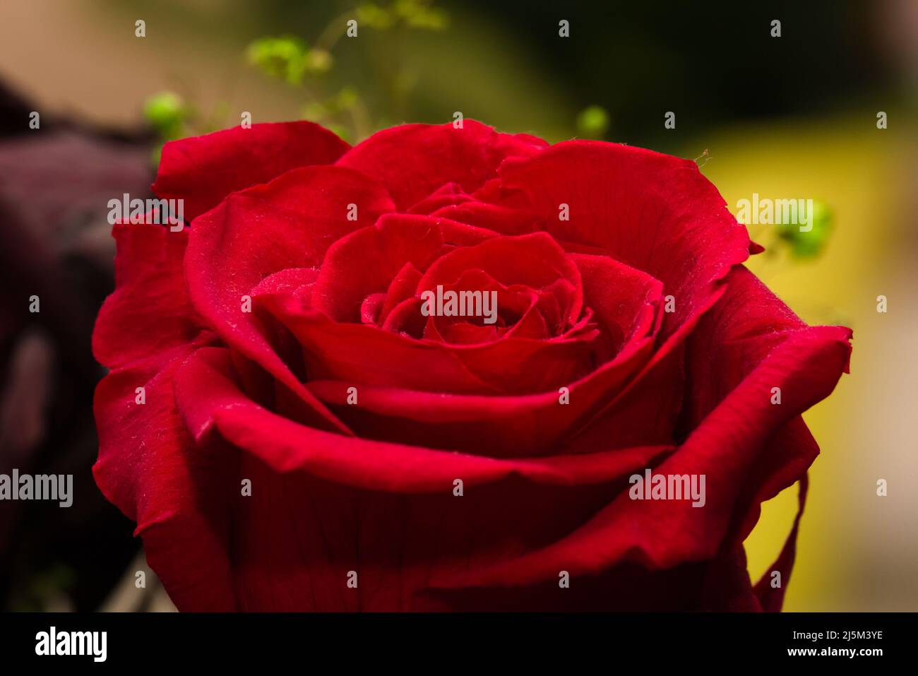 Closeup of red rose blossom with a tabletop arrangement in background Stock Photo