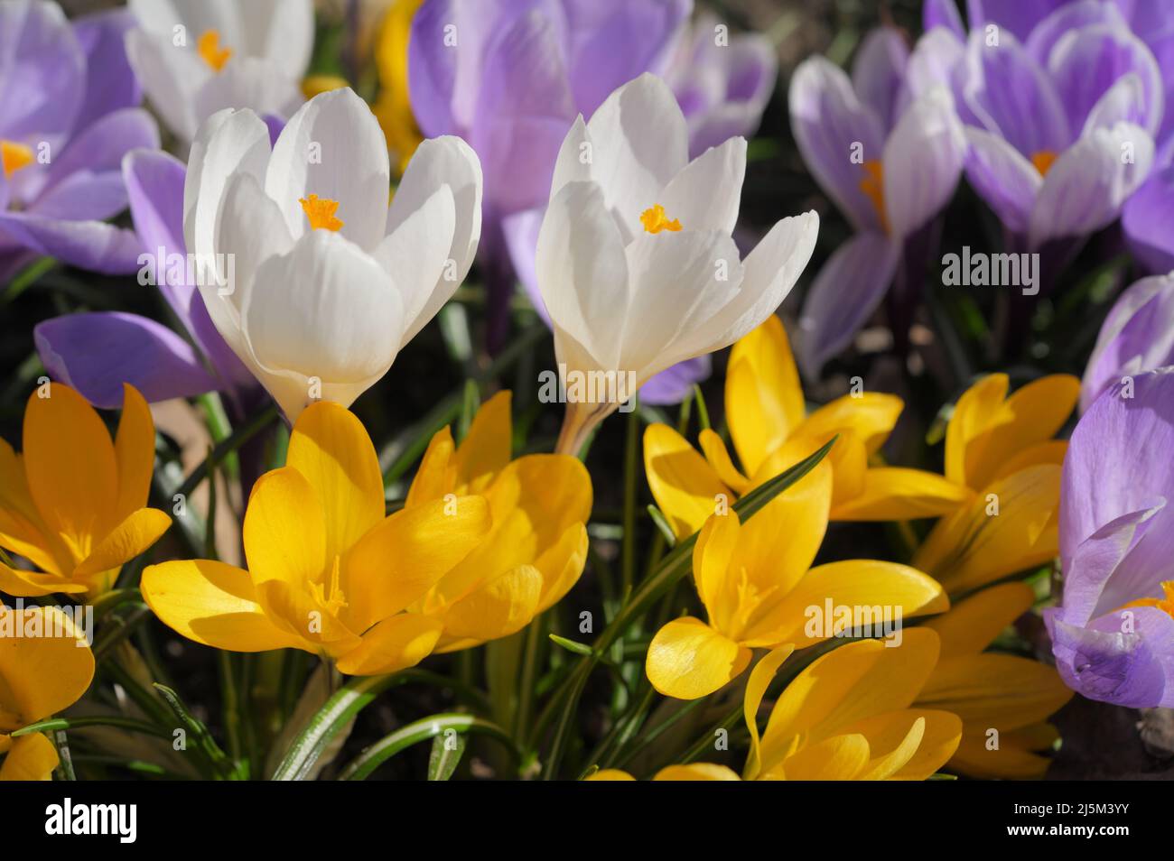 Close-up view of flowers of Crocus vernus in a garden in a sunny springtime day Stock Photo