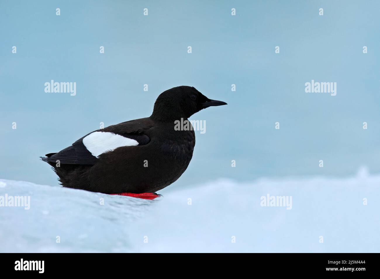 Black guillemot in winter plumage hi-res stock photography and images