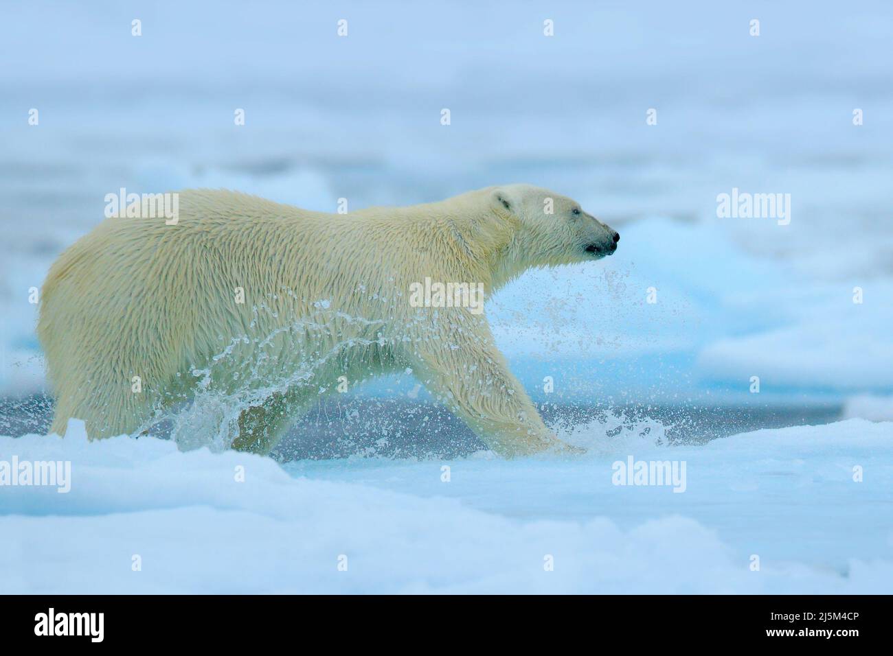 Polar bear running on the ice with water. Polar bear on drift ice in Arctic Russia. Polar bear in the nature habitat with snow. Polar bear with splash Stock Photo
