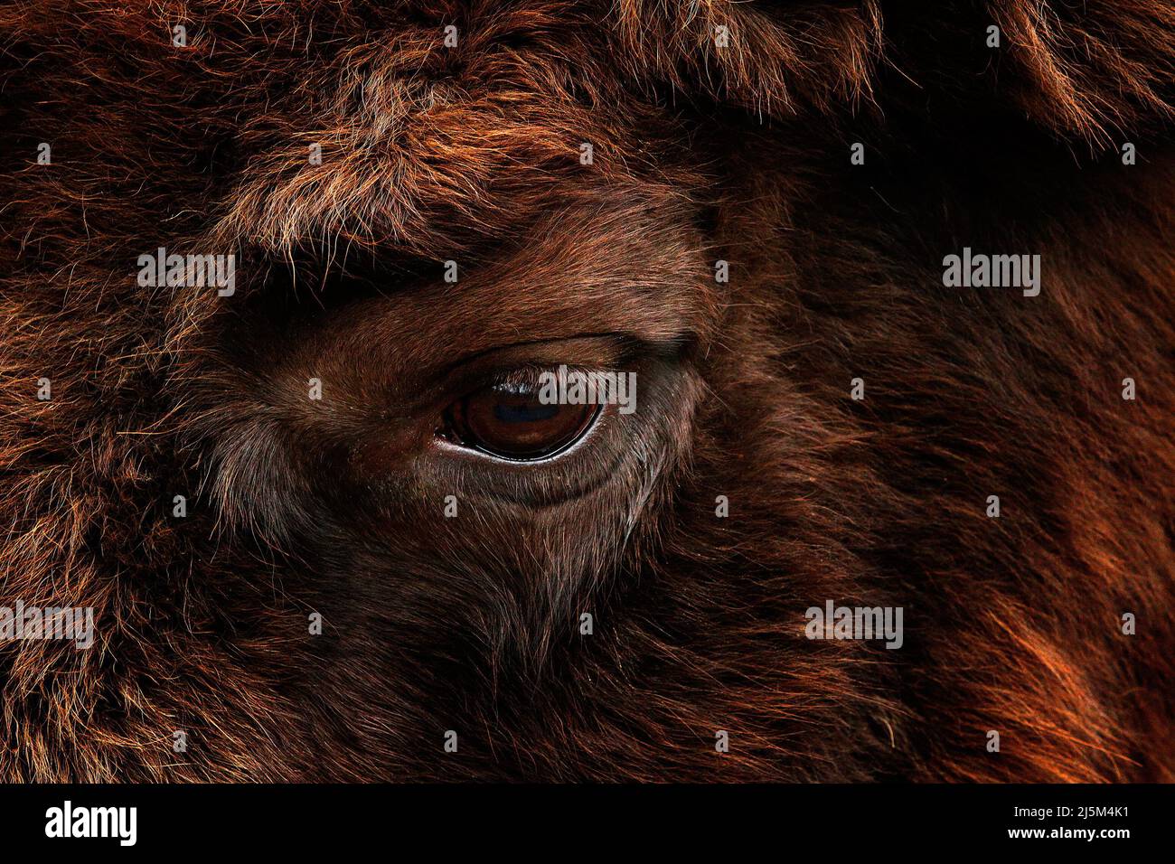 Detail eye portrait of European bison. Fur coat with eye of big brown animal in the nature habitat, Czech republic, Art view of big bull. Detail wildl Stock Photo