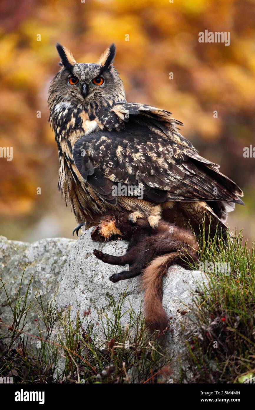Big Eurasian Eagle Owl sitting on stone with kill brown Marten during
