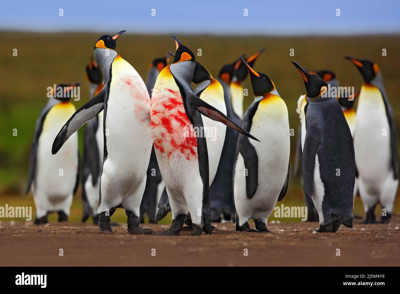 Behandling sekvens Politik King penguin bloody hi-res stock photography and images - Alamy