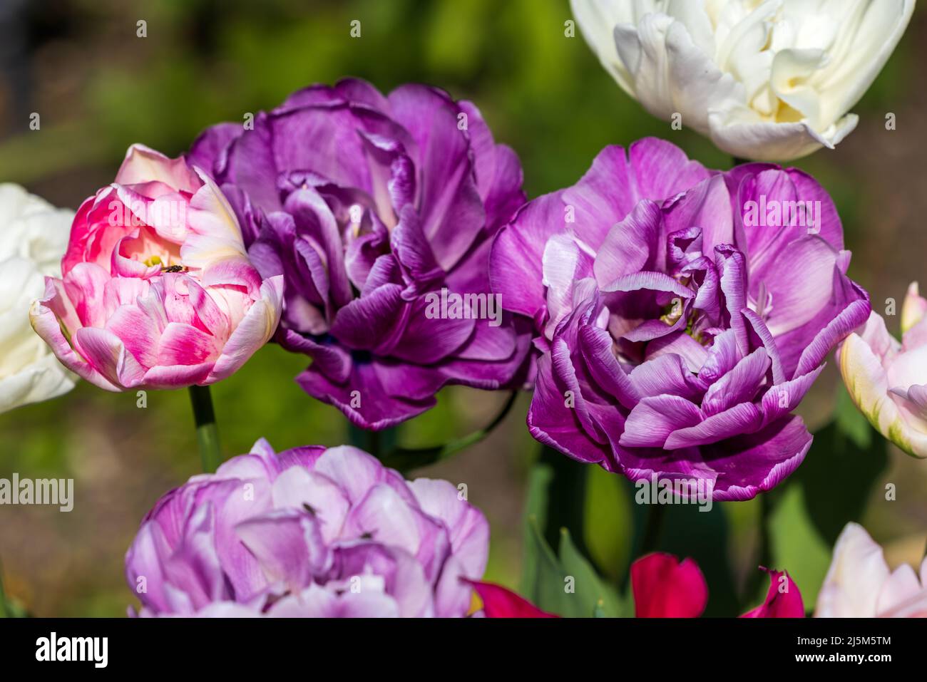 Beautiful display of Tulips Stock Photo
