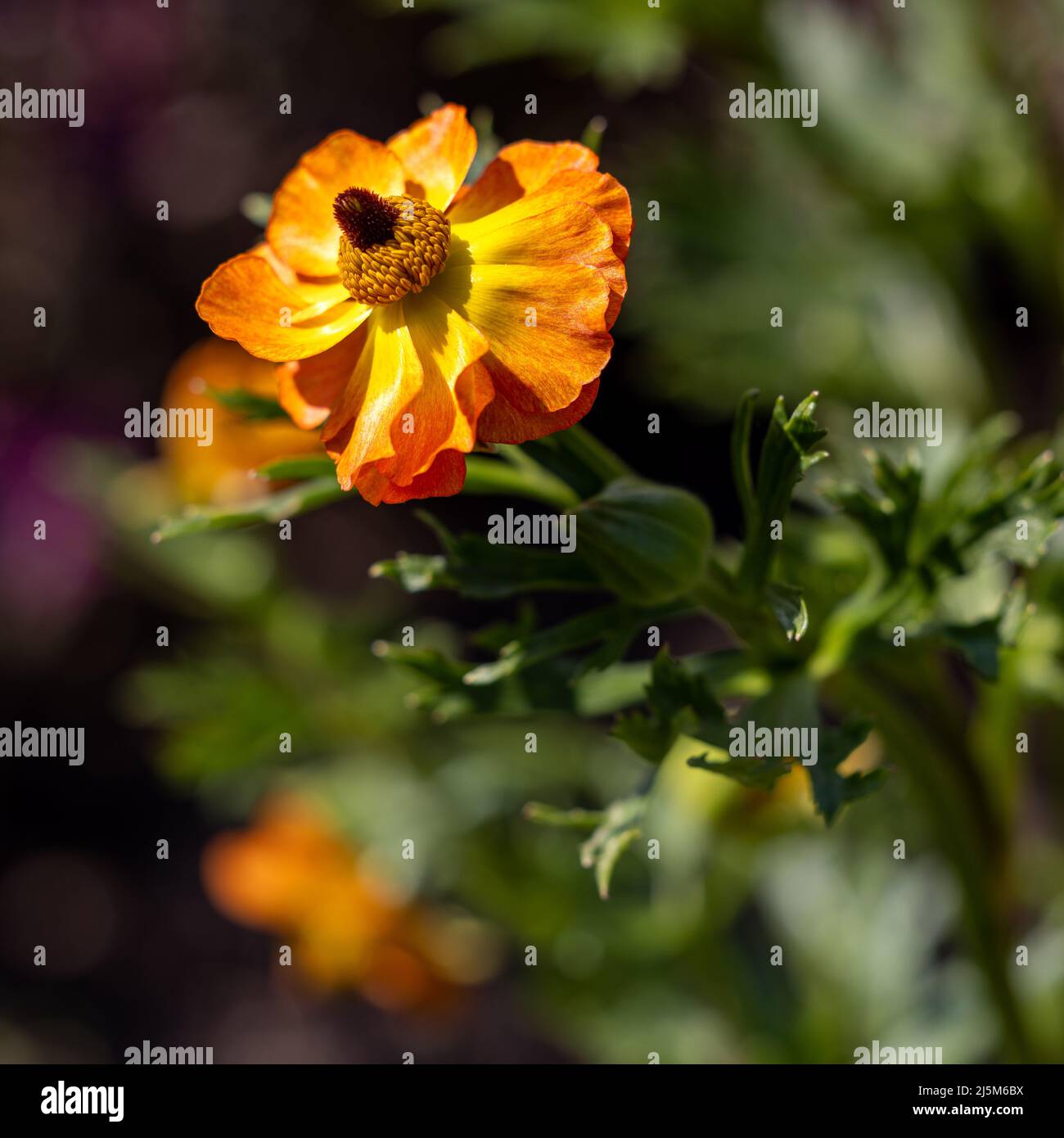Geum ‘Totally Tangerine’ Stock Photo Alamy