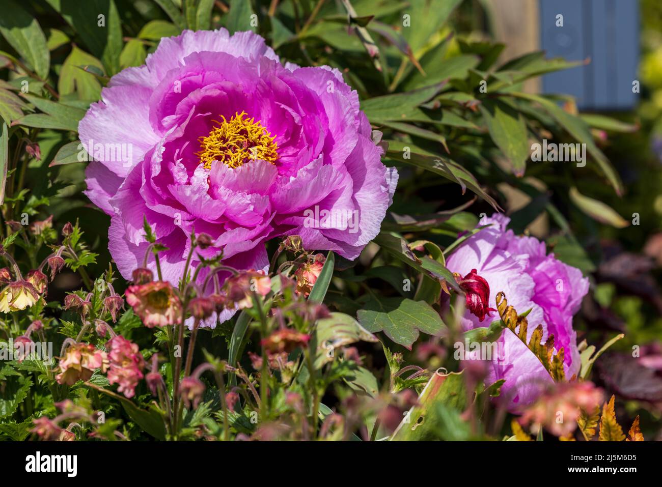 Peony (Paeonia) Suffruticosa Chinese Tree Peony Ling Hua Zhan Lu Stock