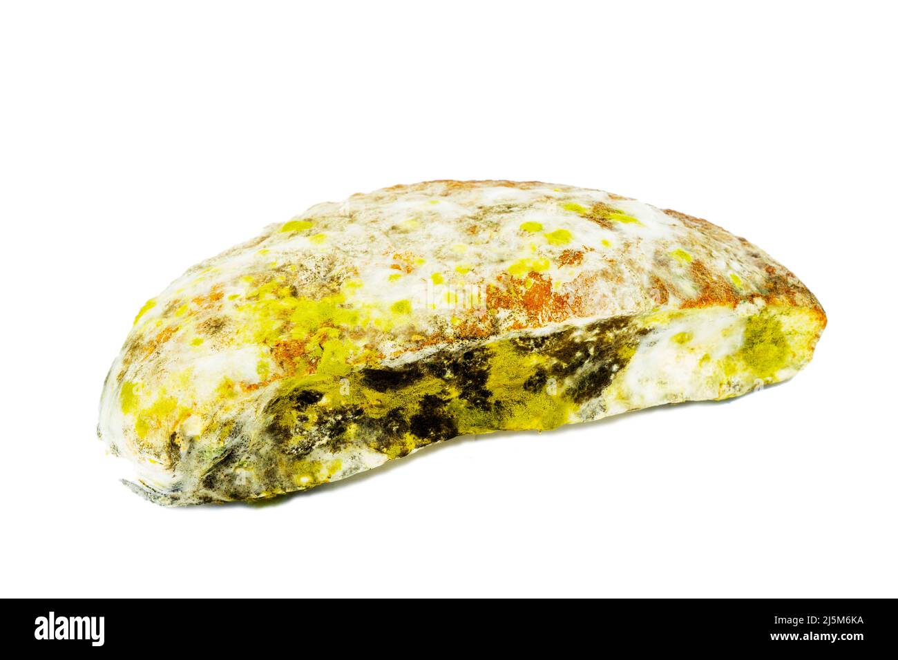 Mold on food. A mod for fluffy spores on bread. A piece of moldy bread on a white background. Stock Photo