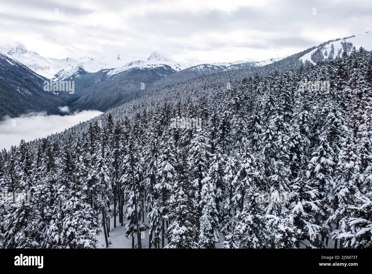 view of the Fitzsimmons mountain range in the winter with a snow covered evergreen tree forest, taken from the Peak to Peak gondola at Whistler and Bl Stock Photo