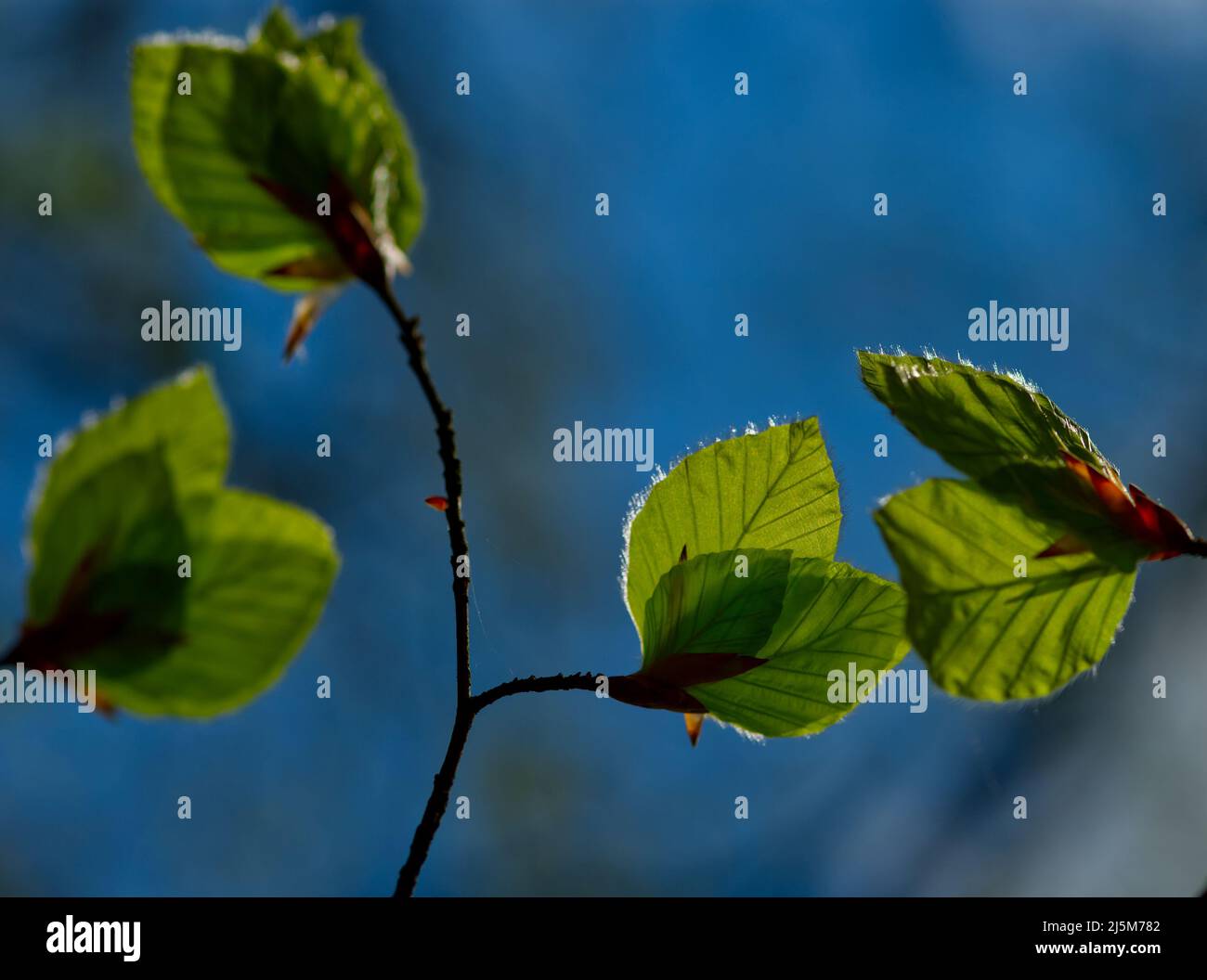 closeup view of fresh and luminous green leaves of the European hornbeam (Carpinus betulus) in blue background Stock Photo