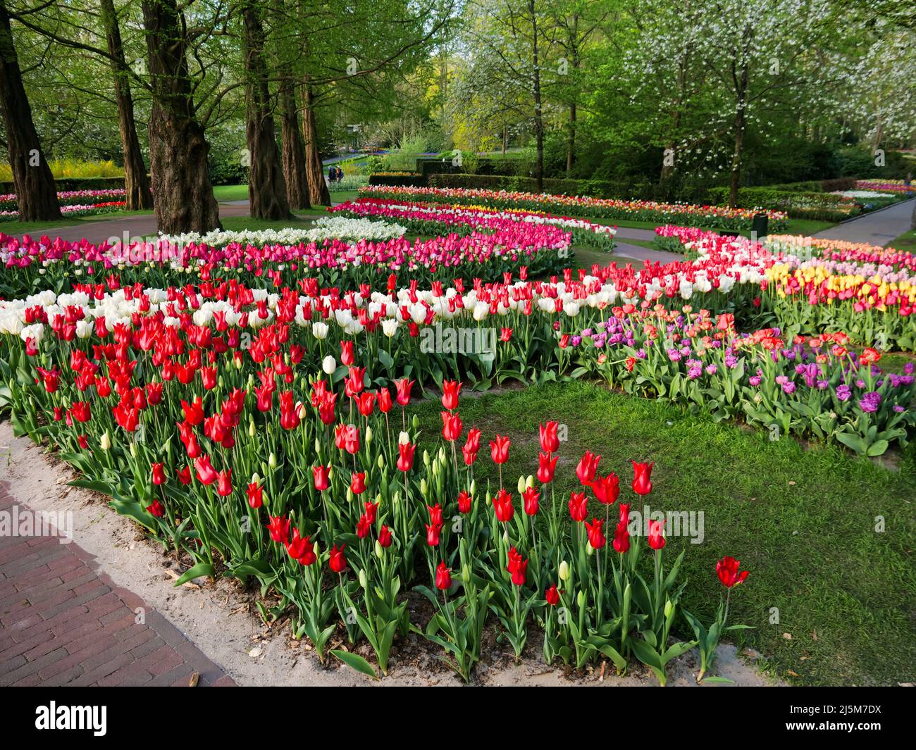 tulipe, jonquille, jacinthe, fleur de printemps a keukenhof, spring flower in keukenhof Stock Photo