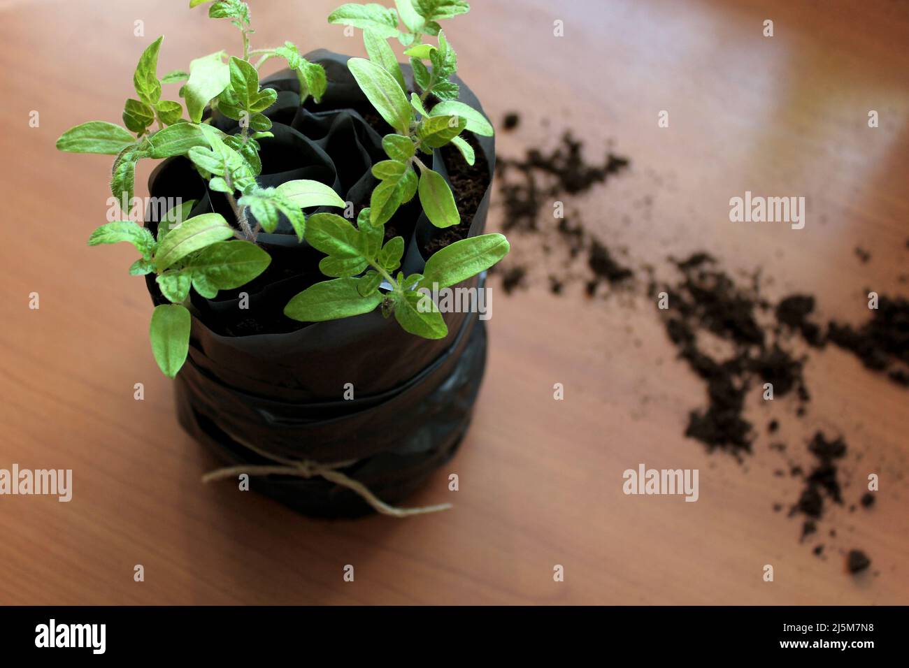 New way to germinate tomatoes. Space saving tomatoes seedlings method. Transplanting seedlings, pricking out. Stock Photo