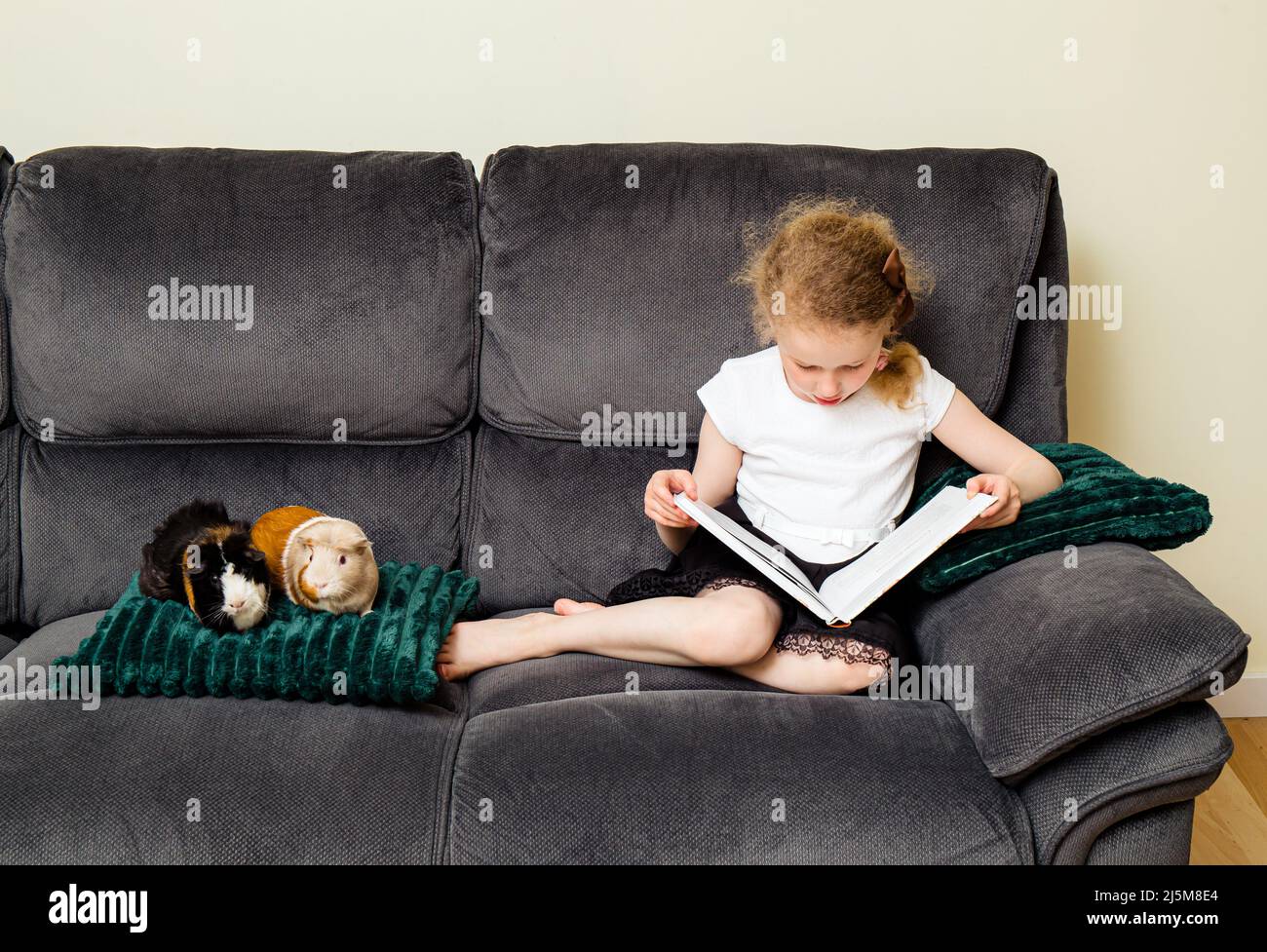 6 year old girl child reading a book out loud to an real animal guinea pigs at home, practicing reading and confidence concept. Stock Photo