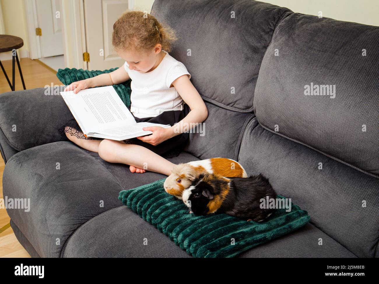 6 year old girl child reading a book out loud to an real animal guinea pigs at home, practicing reading and confidence concept. Stock Photo