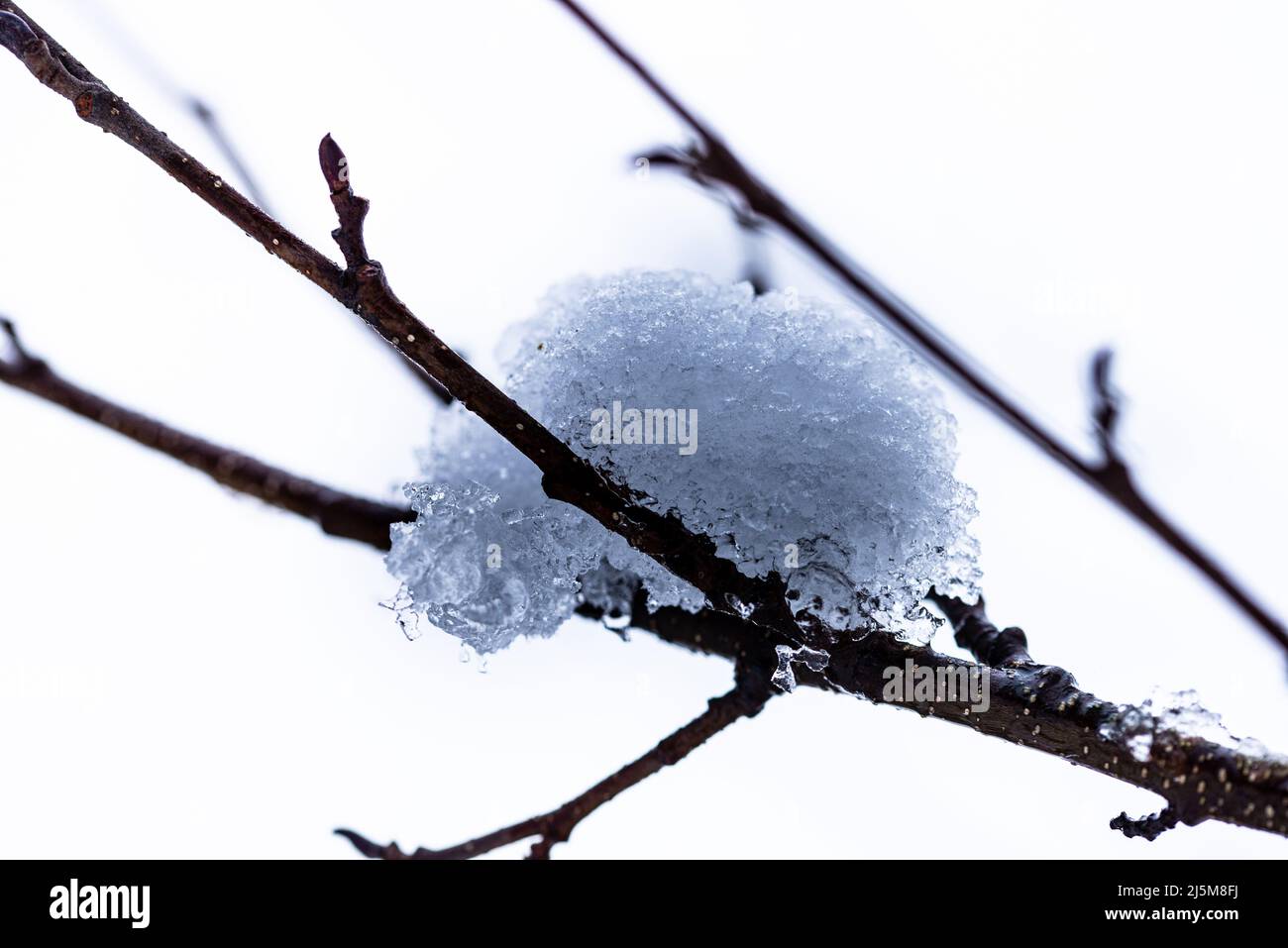 extreme closeup of melting snow on a tree branch Stock Photo