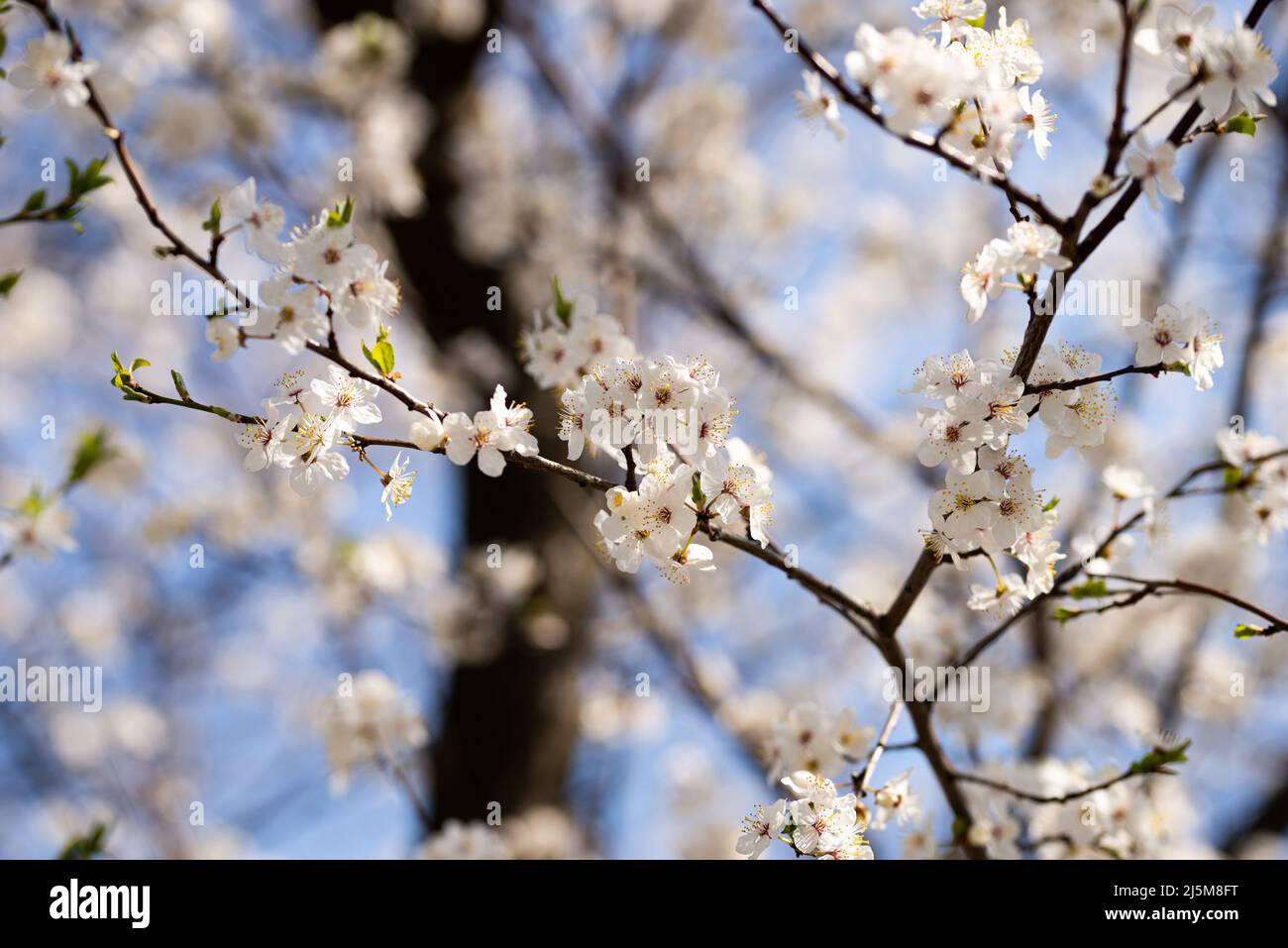 Gdynia kwiaty hires stock photography and images Alamy