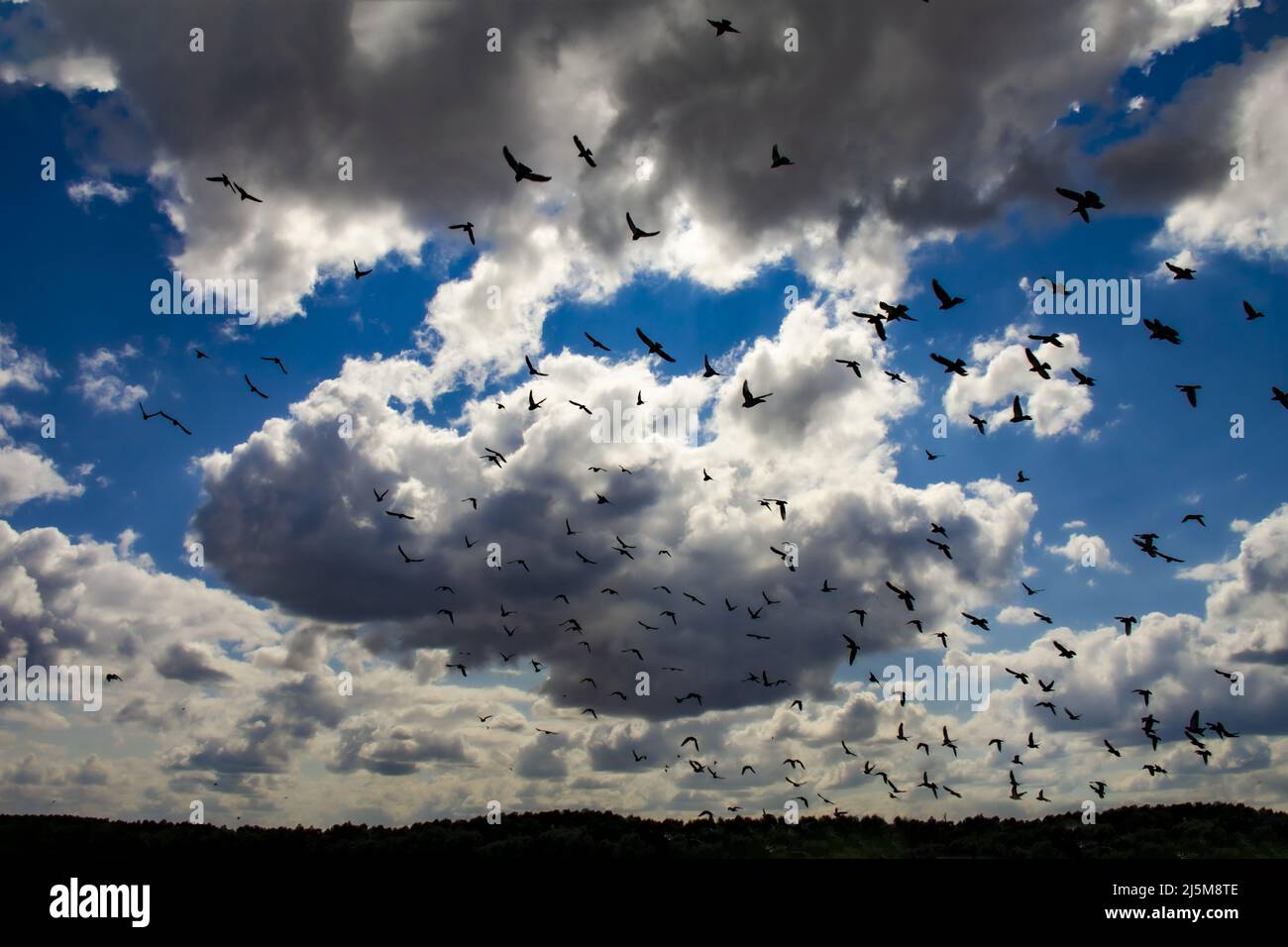 A large flock of birds fluttered over the unsown black earth fields ...